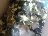 Ducks — عکس 1
