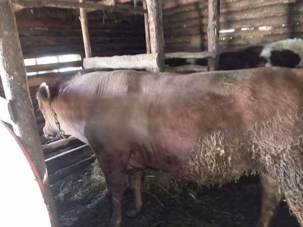 Bulle, Simmental cattle