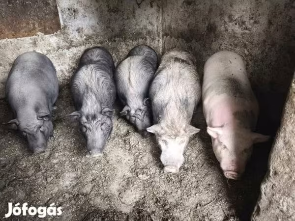 Krmača, Свиње