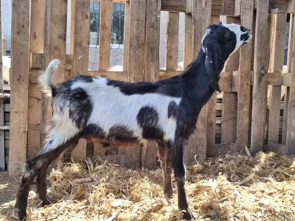Ямааны ухна, Kamori goats