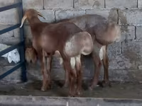 بھیڑ, بھیڑیں — تصویر 3