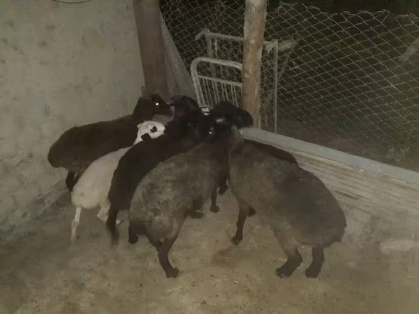 ভেড়ার পাঁঠা, Hissar sheep — উজবেকিস্তান