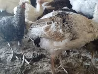 Turkeys — 사진 2