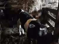 Mucca, Bovini — foto 5