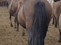 Faras dhaddig, Horses — sawirka 1