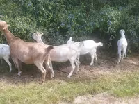 ፍየል, LaMancha goats — ፎቶ 3