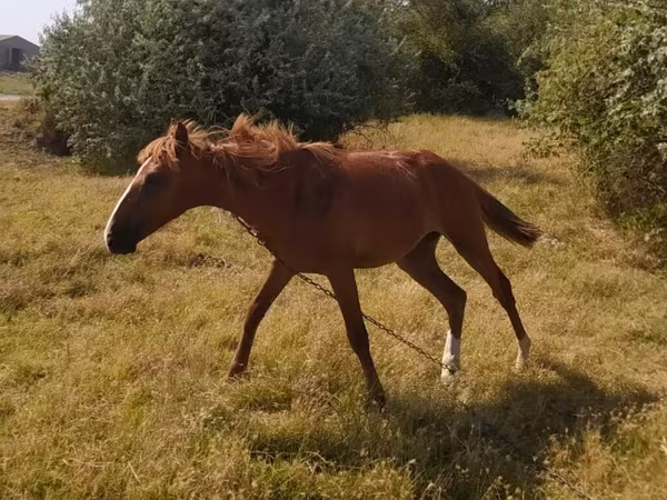 Hingst, Heste
