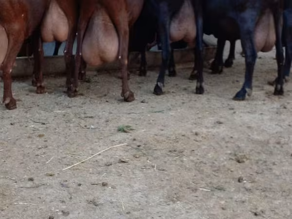 بز ماده, Murcia-Granada goats