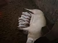 Süldőanya, Ландрас — 3. fotó