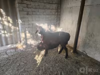Baran, Owce — zdjęcie 3