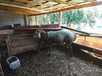 ভেড়ার পাঁঠা, Arashan sheep — ছবি 8