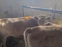 Bulle, Swiss cattle — Foto 4