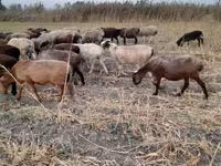 بھیڑ, بھیڑیں — تصویر 7