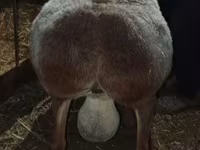 Beran, Arashan sheep — foto 2