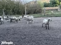 Κριός, White Suffolk sheep — φωτογραφία 2