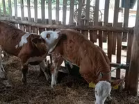 Býk, Simmental cattle — foto 5