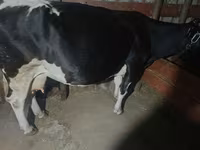 Vacă, Rasa Holstein — foto 4