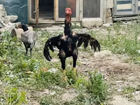 Chickens — zdjęcie 3