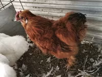 Silkie — foto 6