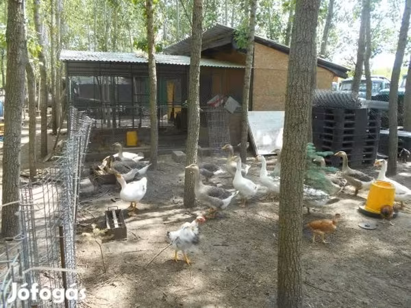 Geese