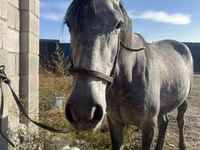 Άλογο, Orlov Trotter — φωτογραφία 2