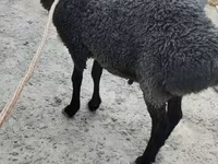 قوچ, Hissar sheep — عکس 1