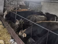 Toro, Karaku — foto 2