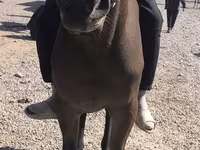 مادیان, Friesian sport horse — عکس 6