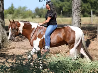 Horse (M), American paint horse — photo 2