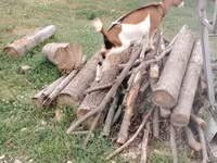 بکریاں (گروپ، جنس مذکور نہیں), بکریاں — تصویر 1