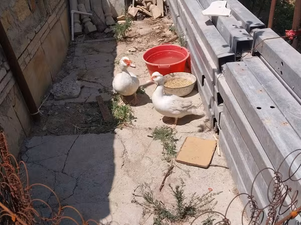 ընտանի մուսկովյան բադ
