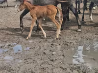 Kısrak, Anglo-Arabian — foto 2