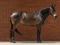 مادیان, Friesian — عکس 3