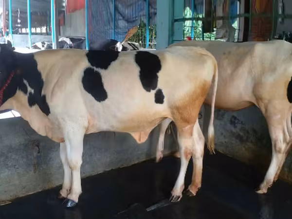 Sigir, Gollandiyalik zot — Bangladesh