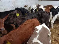 Bou, Bovine — foto 2
