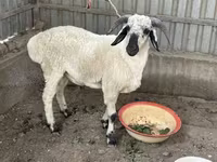 قوچ, Suffolk sheep — عکس 2