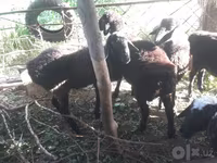 Kambing jantan, Sheep — foto 2