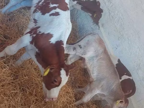 Tyre, Simmental cattle