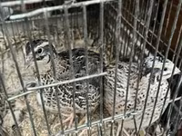Quails — снимка 2