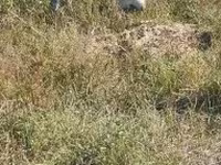 تيس, Alpine goat — الصورة 8