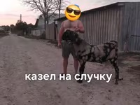 بز نر, Kamori goats — عکس 2