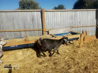 ፍየል, Goats — ፎቶ 5
