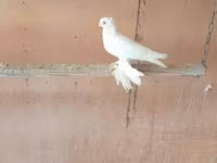 Putih — foto 1