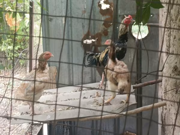 Chickens — Kyrgyzstan