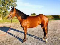 Aygʻir, Quarter Horse — 2-rasm