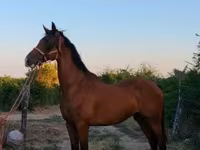 حصان, Dutch warmblood horse — الصورة 5