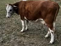 Krowa, Simmental cattle — zdjęcie 4