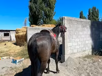 Kůň, Karabair horse — foto 3