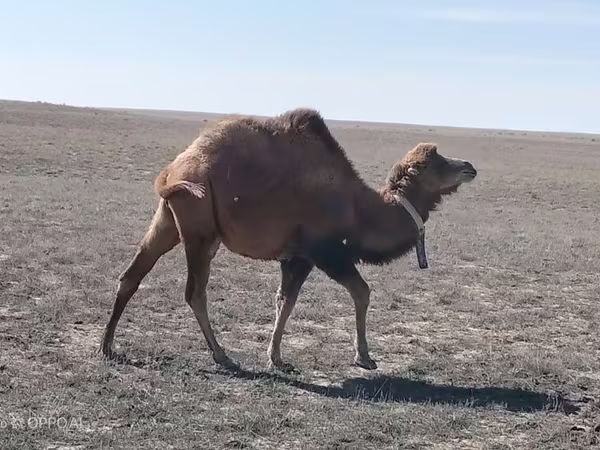 Geel lab, Kazakh Bactrian camel