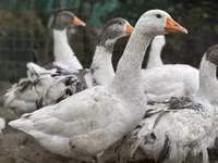 Geese — photo 1